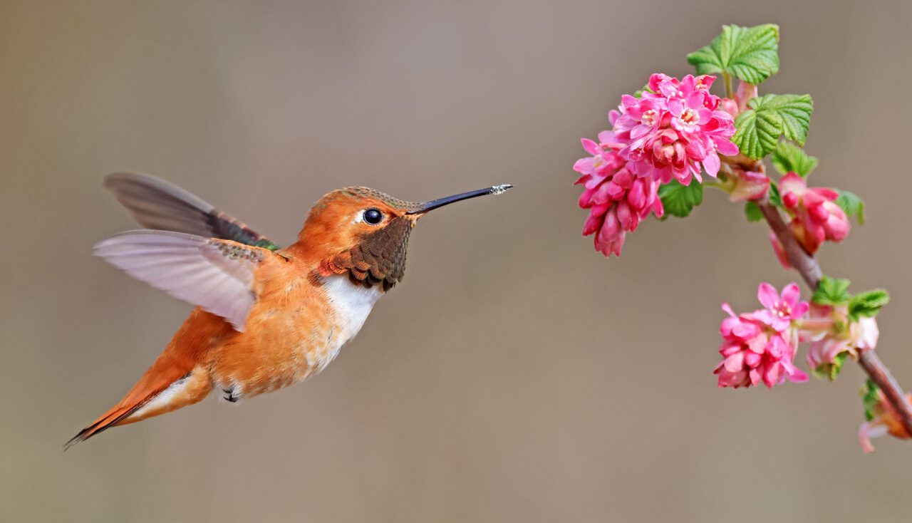 How Long Do Hummingbirds Live: Average Vs Record Lifespan