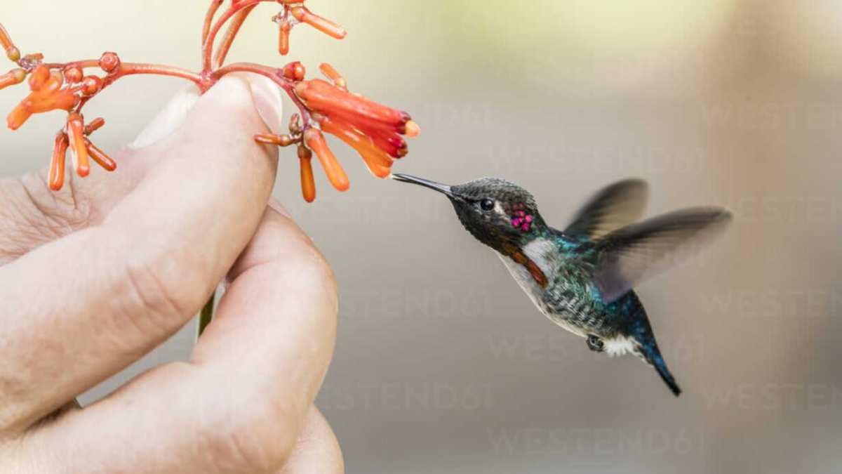 The Smallest Hummingbird In The World: A Cuban Masterpiece